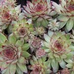  Sempervivum Bronco