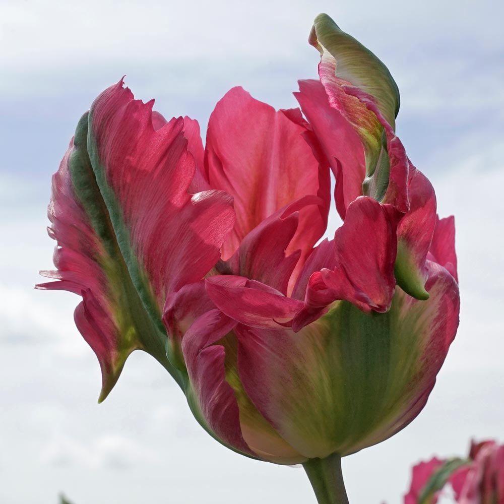 Parrot Tulips White Flower Farm