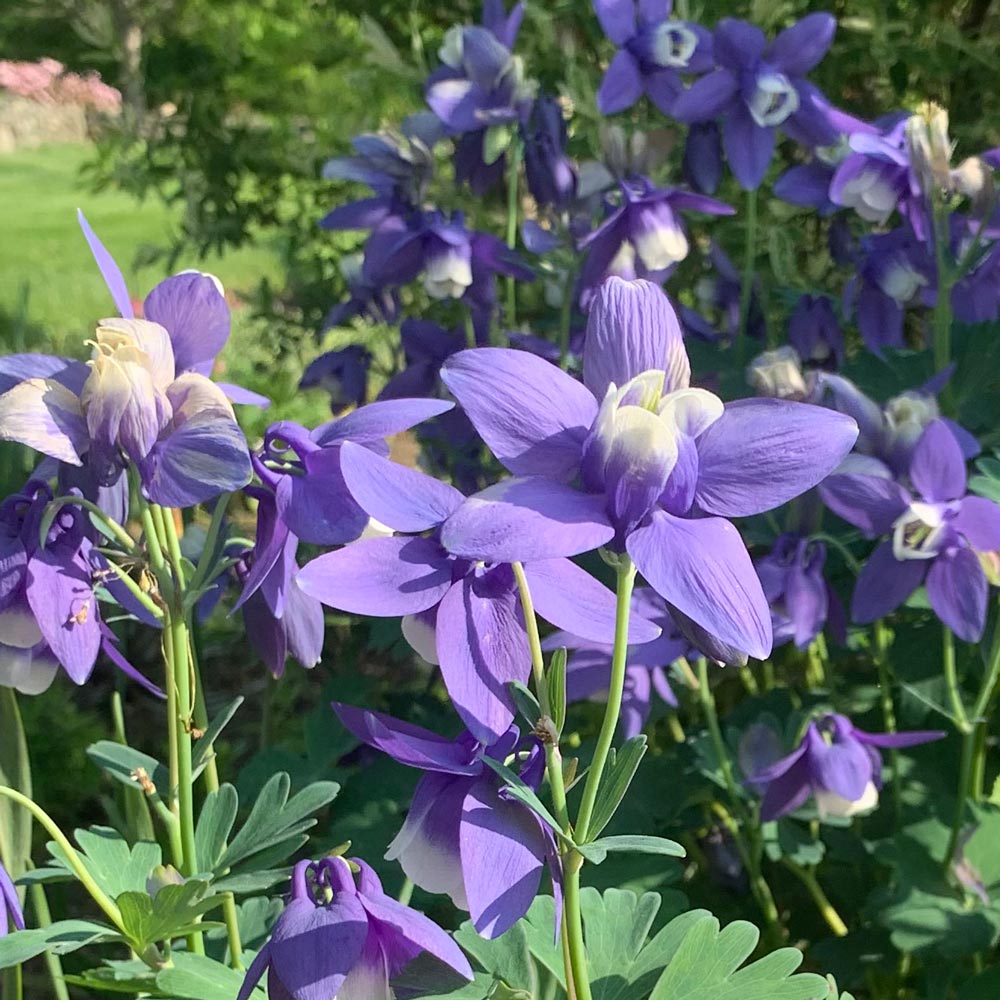 Pull columbine sale rose