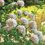Early Bloomers