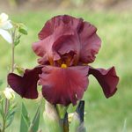 Bearded Iris