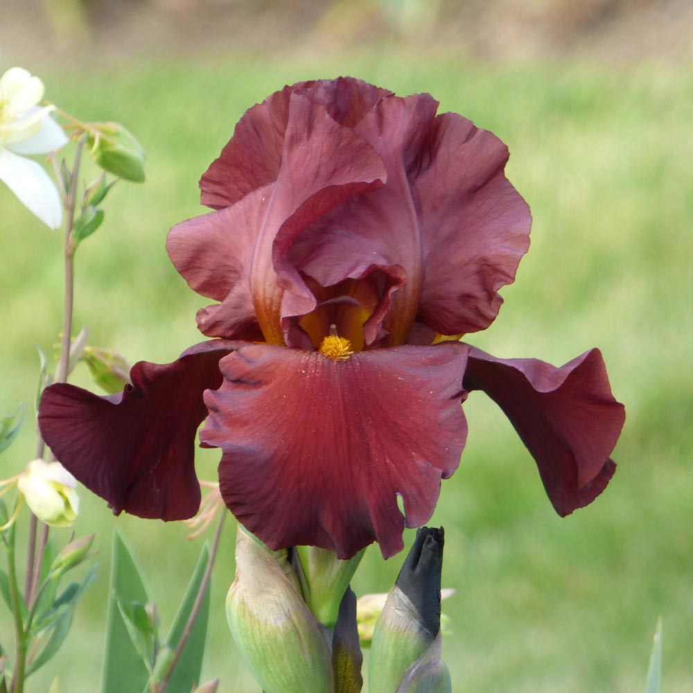 Best Bet Reblooming German Iris Flowers