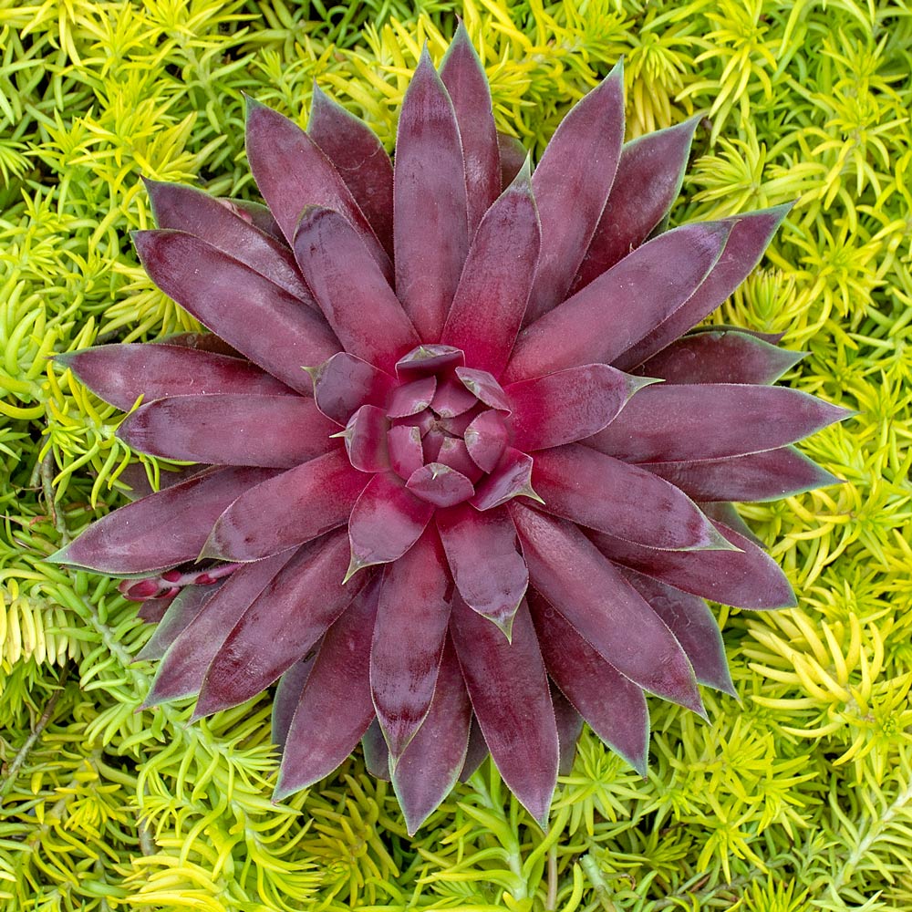 Sempervivum Supersemps® 'Ruby'