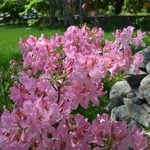 Web-Only Shrubs & Vines