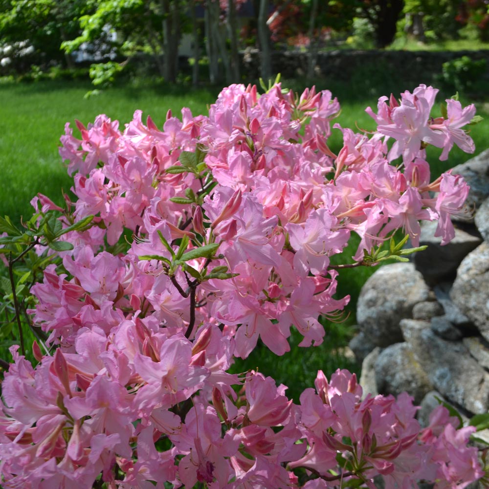 Azalea 'Marie Hoffman'