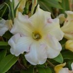  Rhododendron 'Jenny Tabol'