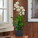  White Dendrobium Orchid Garden in 5