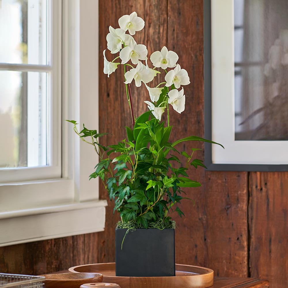 White Dendrobium Orchid Garden in 5