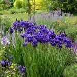  Iris sibirica 'Caesar's Brother'