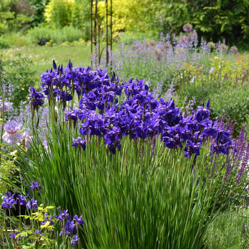 Iris sibirica 'Caesar's Brother'