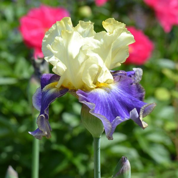 Iris germanica 'Sunny Glitter' White Flower Farm