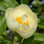  Peony 'Lemon Chiffon'