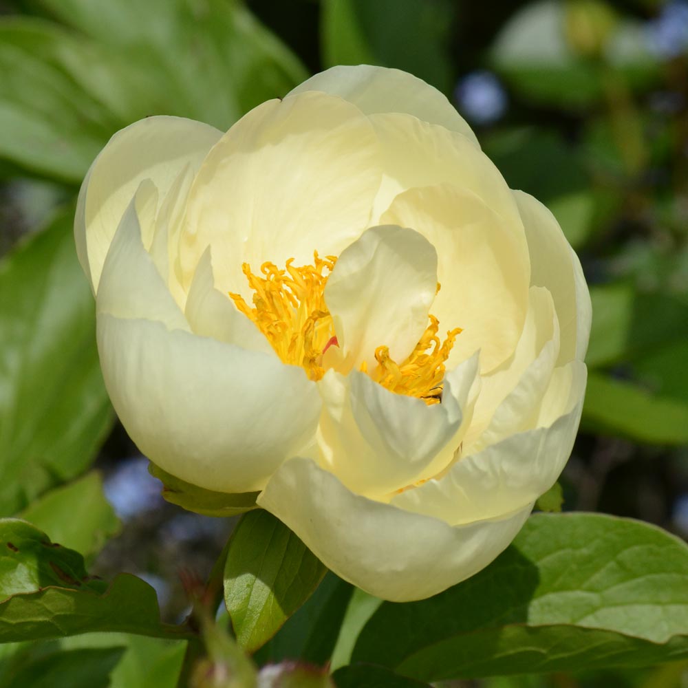 Peony 'Lemon Chiffon'