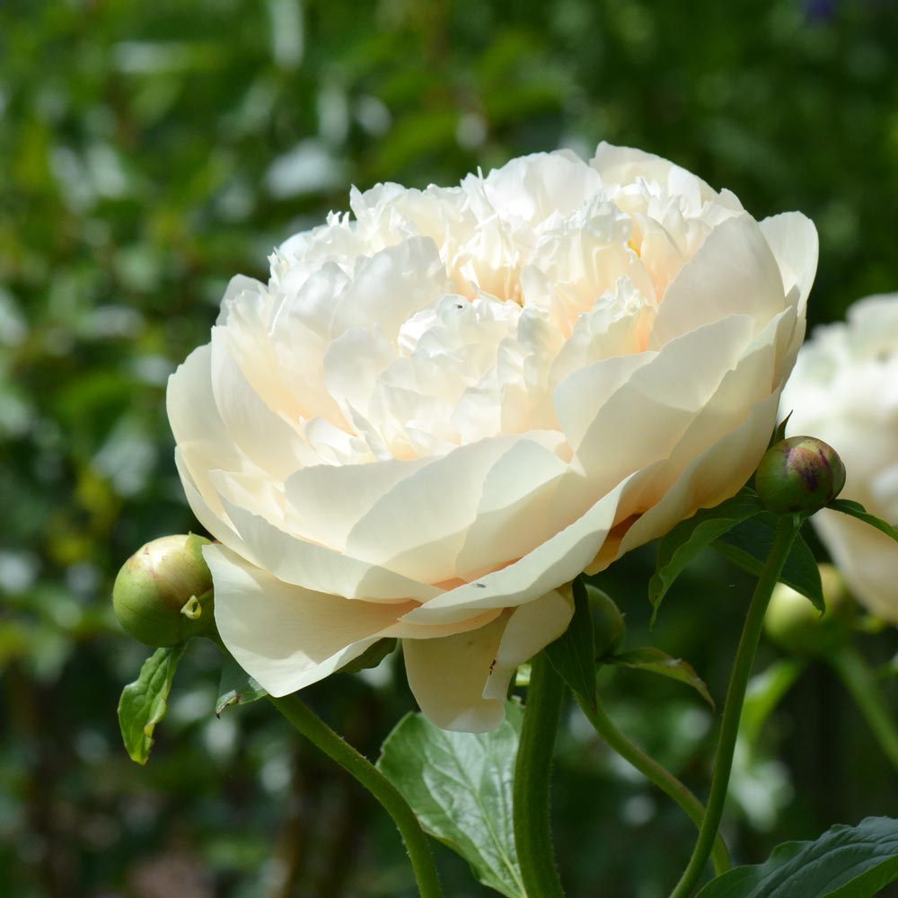 Peony 'Pastelegance'