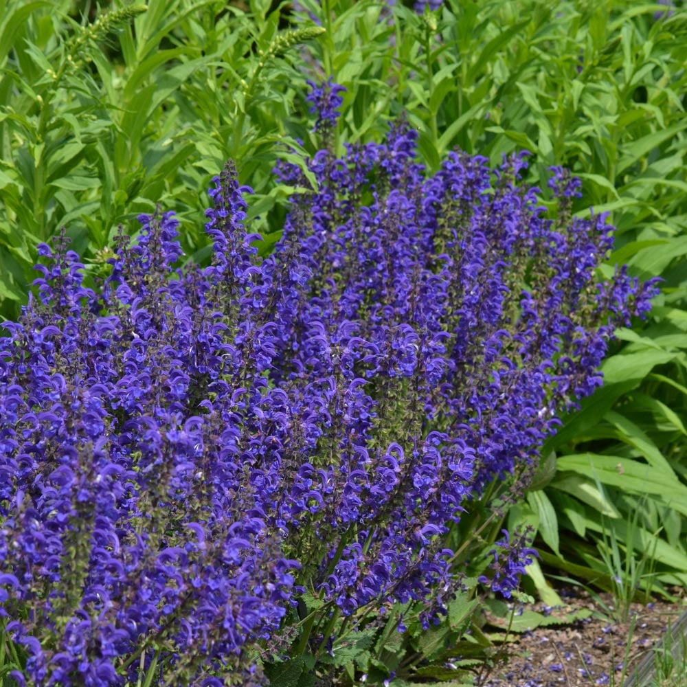 Salvia pratensis Fashionista® 'Evening Attire'