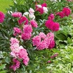 Peony Collections