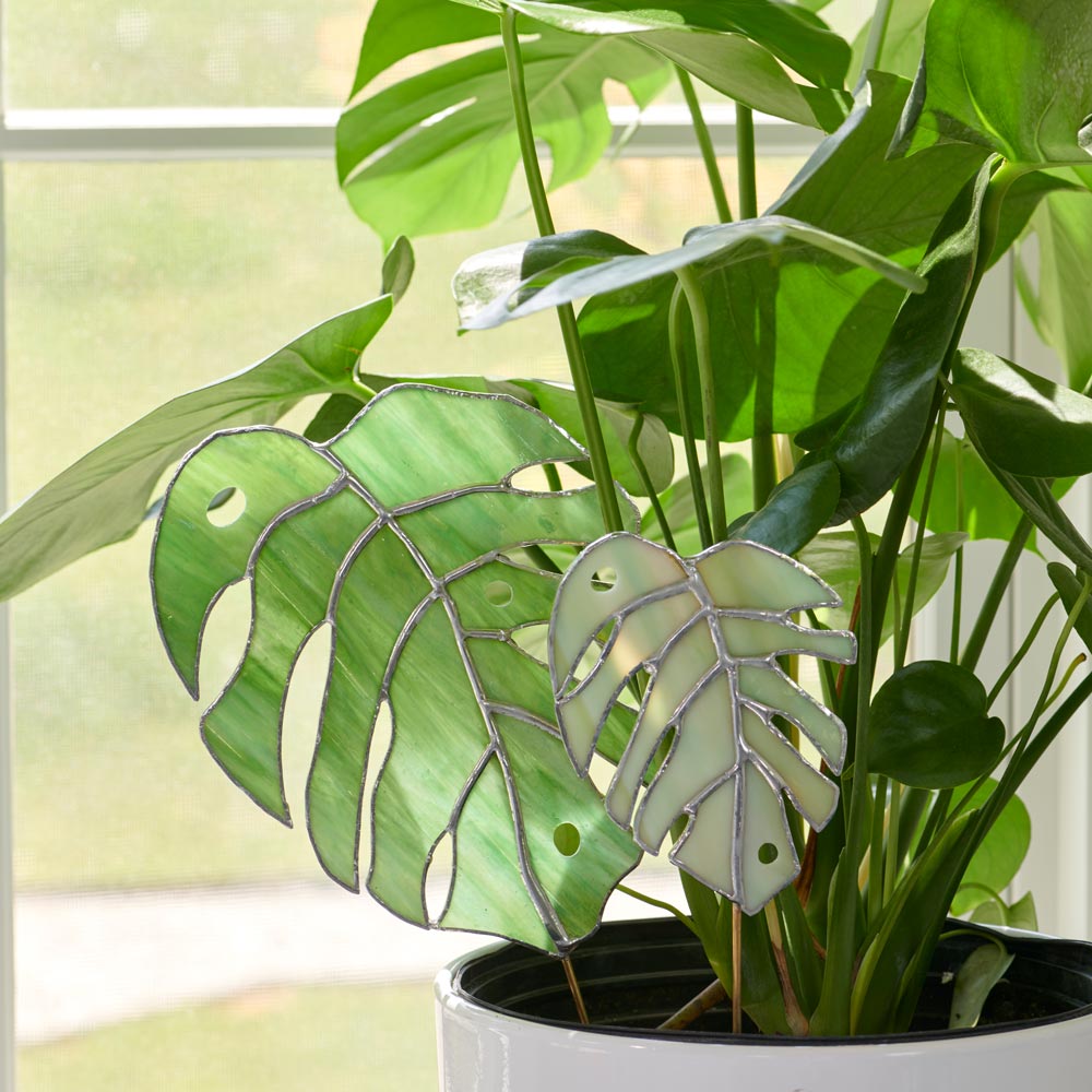 Stained Glass Monstera Leaf White Flower Farm