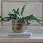  Staghorn Fern