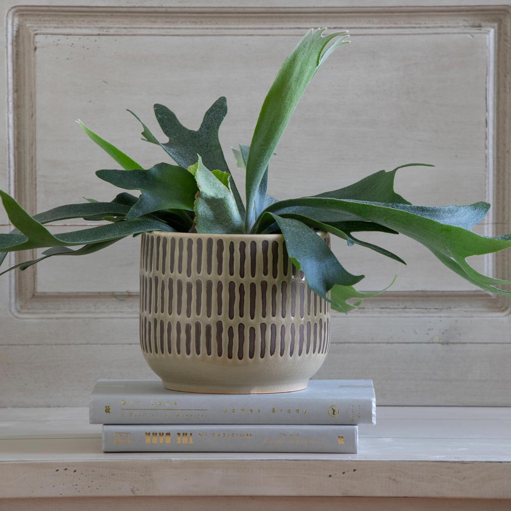 Staghorn Fern