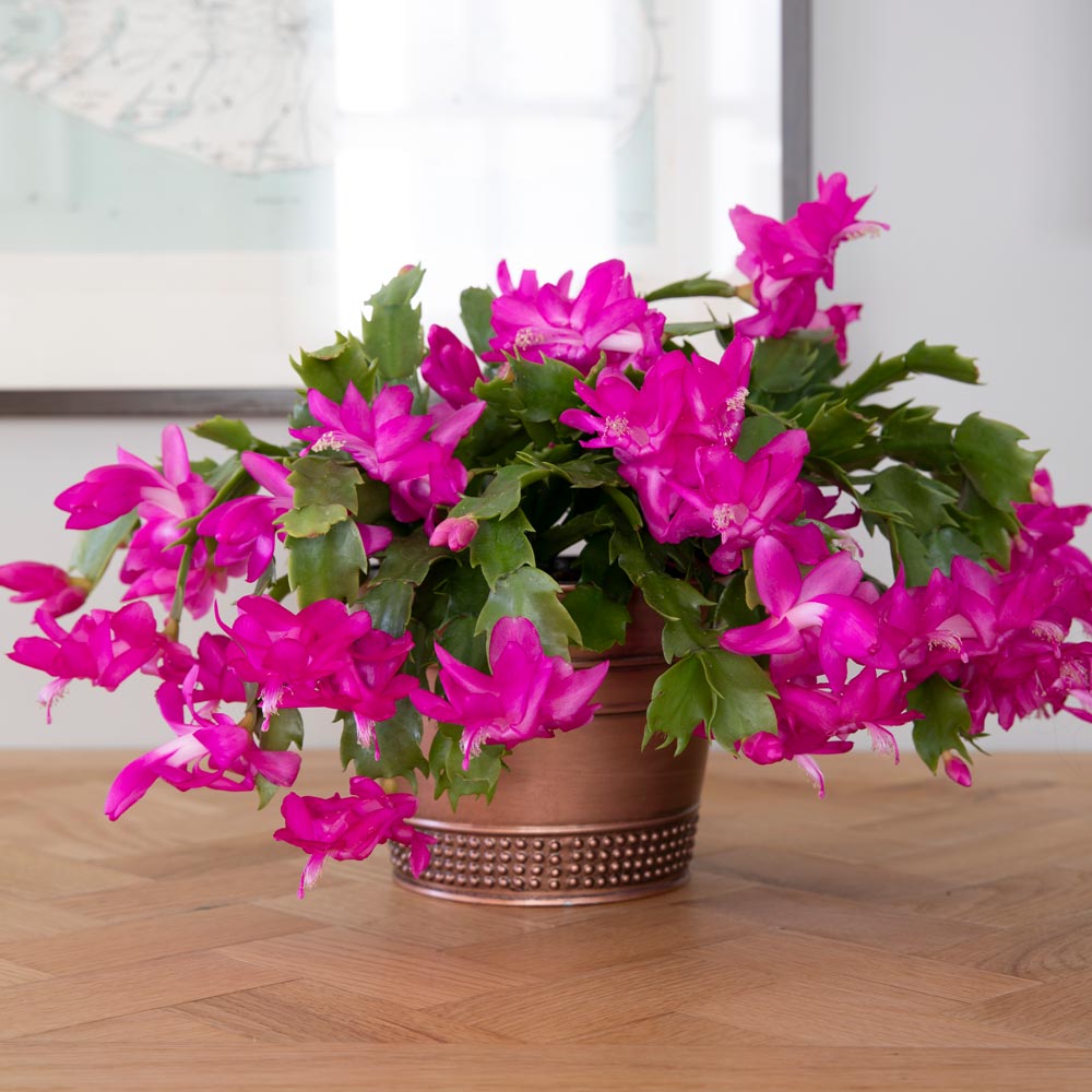 Pink Holiday Cactus in copper-toned cachepot