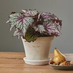  Begonia rex Jurassic™ 'Green Streak' in Farnham Pot and Saucer