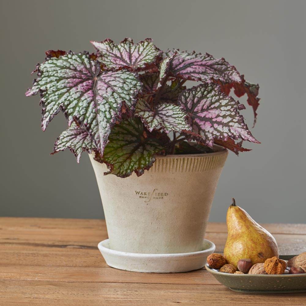 Begonia rex Jurassic™ 'Green Streak' in Farnham Pot and Saucer