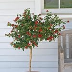  Lantana 'Dallas Red' Topiary