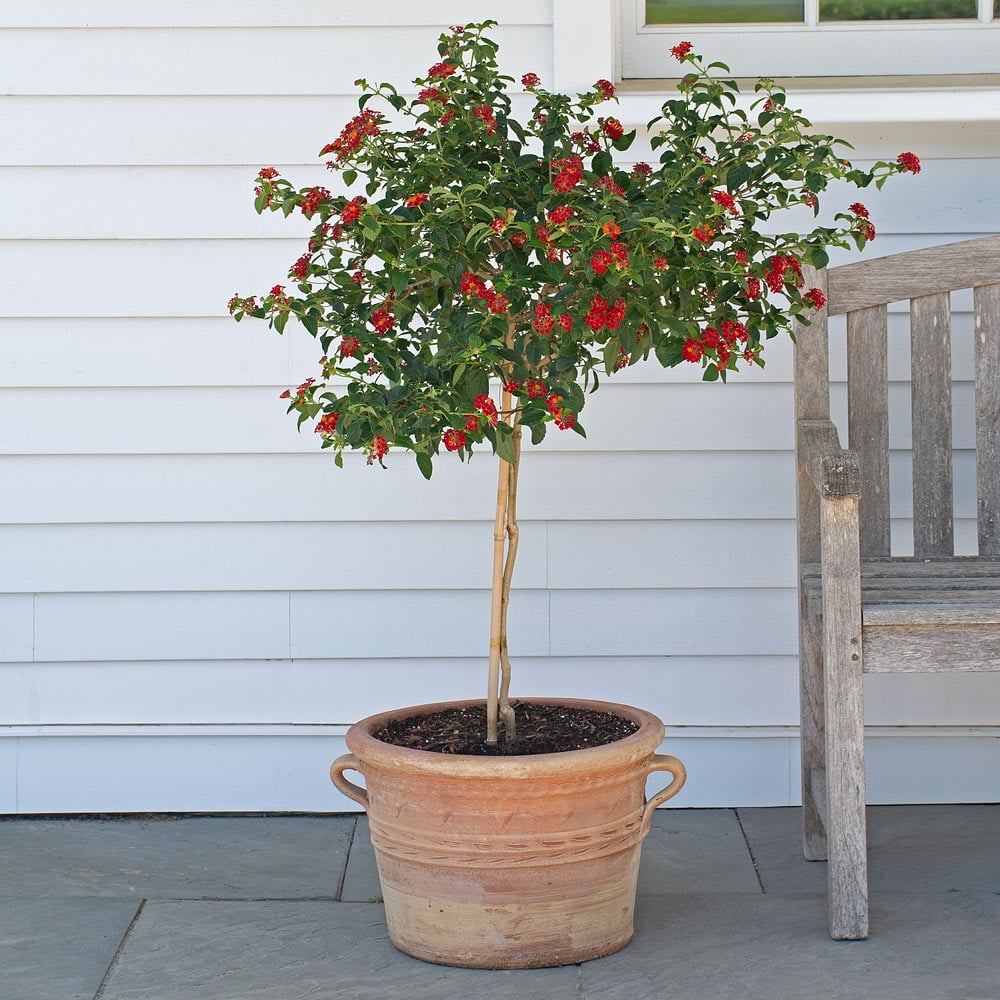 Lantana 'Dallas Red' Topiary