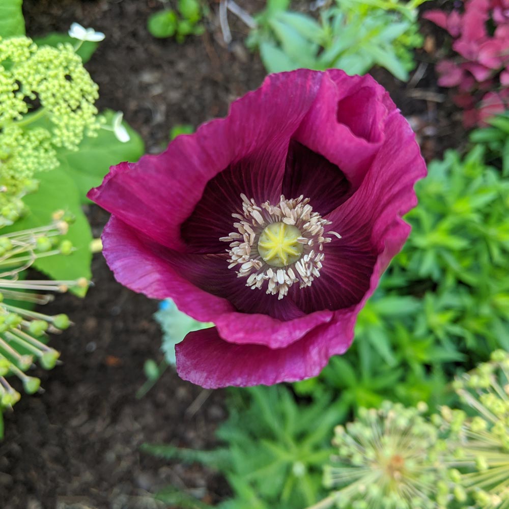 Papaver somniferum 'Lauren's Grape'