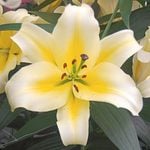  Lilium 'Conca d'Or'