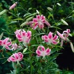  Lilium speciosum 'Uchida'