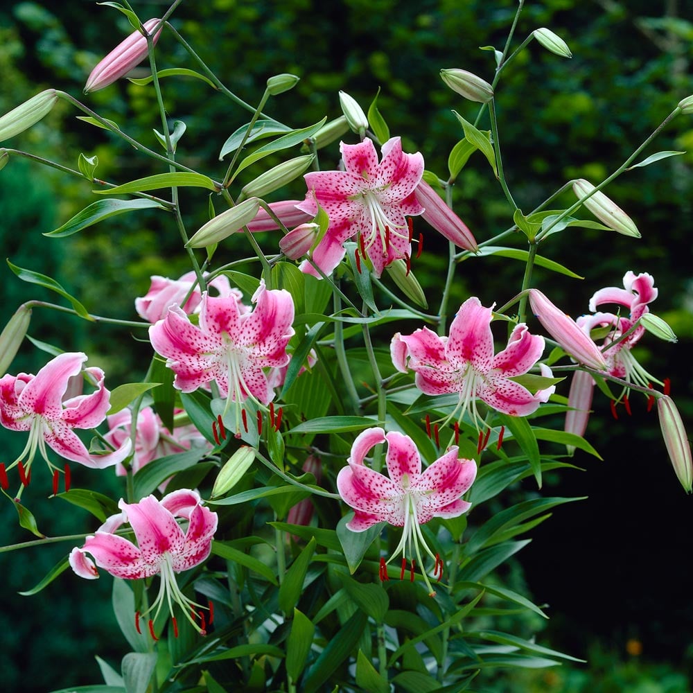 Lilium speciosum 'Uchida'