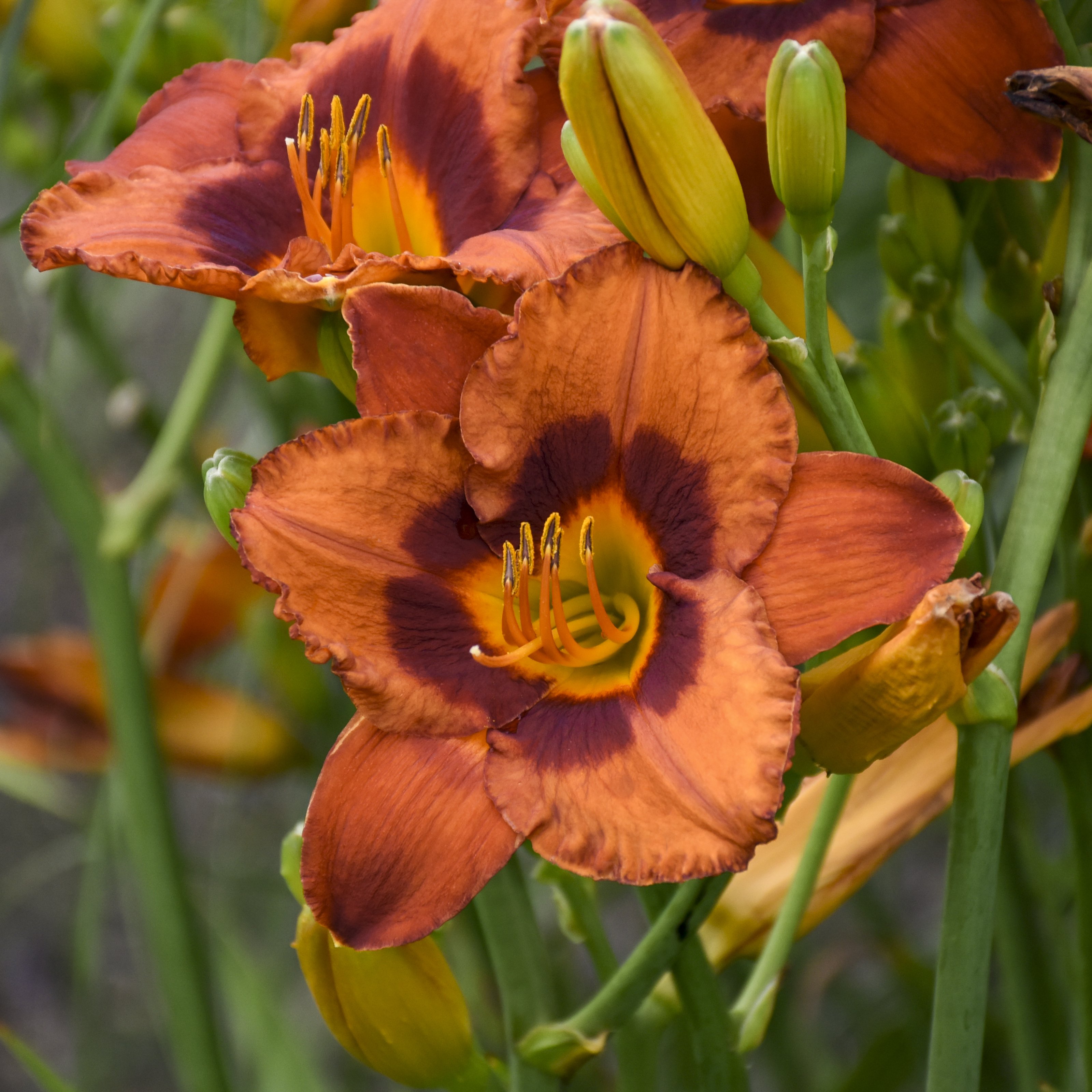 Hemerocallis (Daylily) 'Mighty Chestnut'