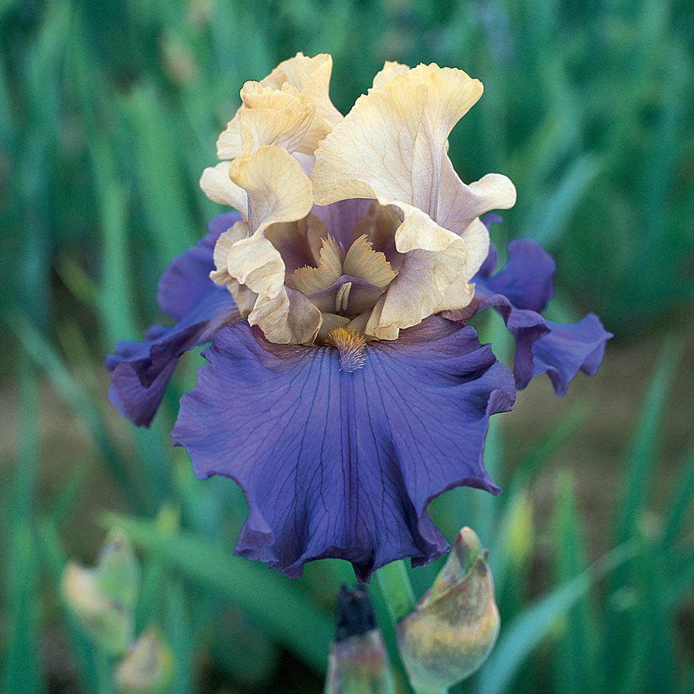 Iris germanica 'Recurring Delight' - Reblooming