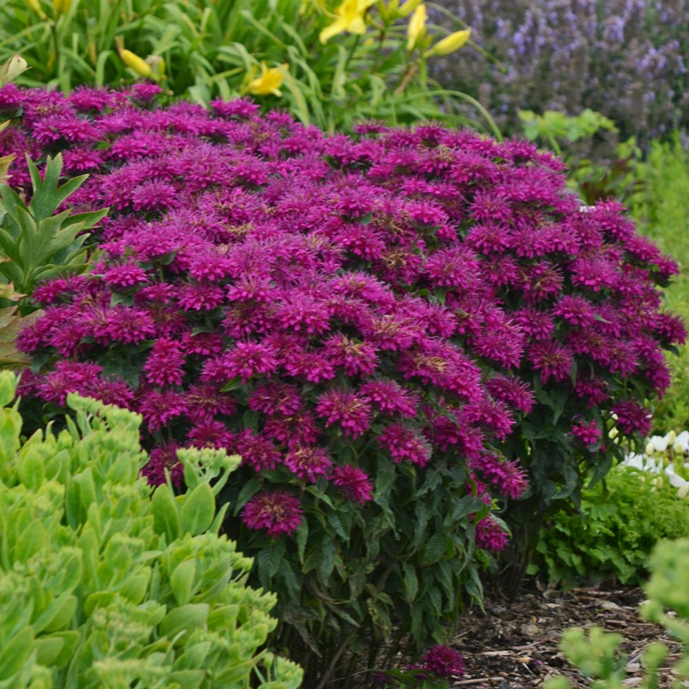 Monarda didyma Sugar Buzz® 'Grape Gumball'