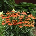  Echinacea x hybrida Artisan™ Soft Orange