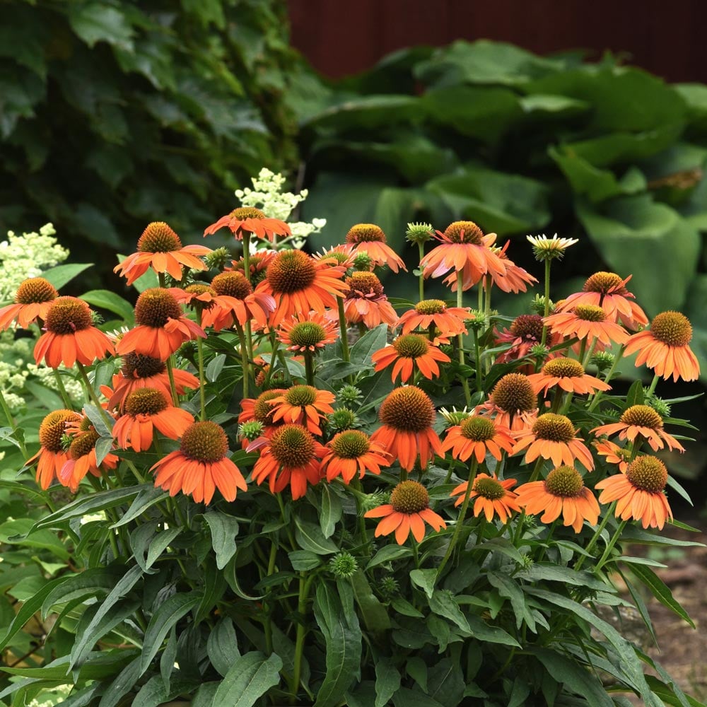 Echinacea x hybrida Artisan™ Soft Orange