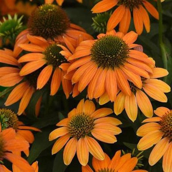 Echinacea x hybrida Artisan™ Soft Orange White Flower Farm