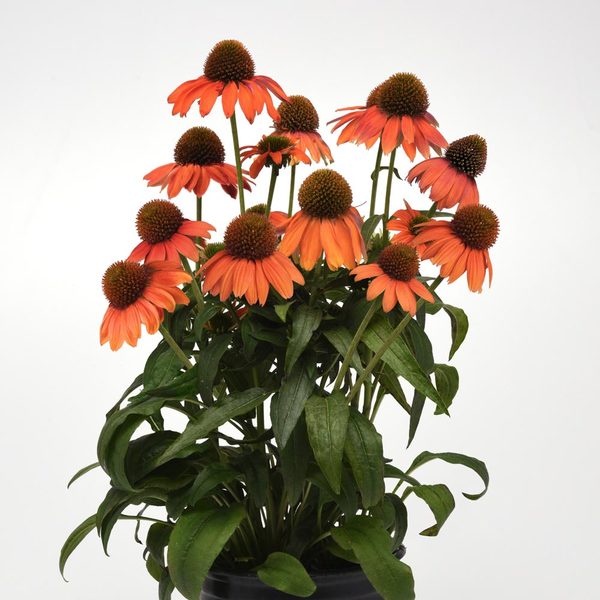 Echinacea x hybrida Artisan™ Soft Orange White Flower Farm
