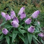  Buddleia Pugster® Amethyst