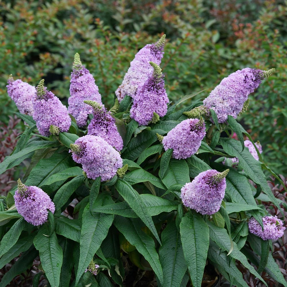 Buddleia Pugster® Amethyst