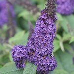  Buddleia Pugster Blue®