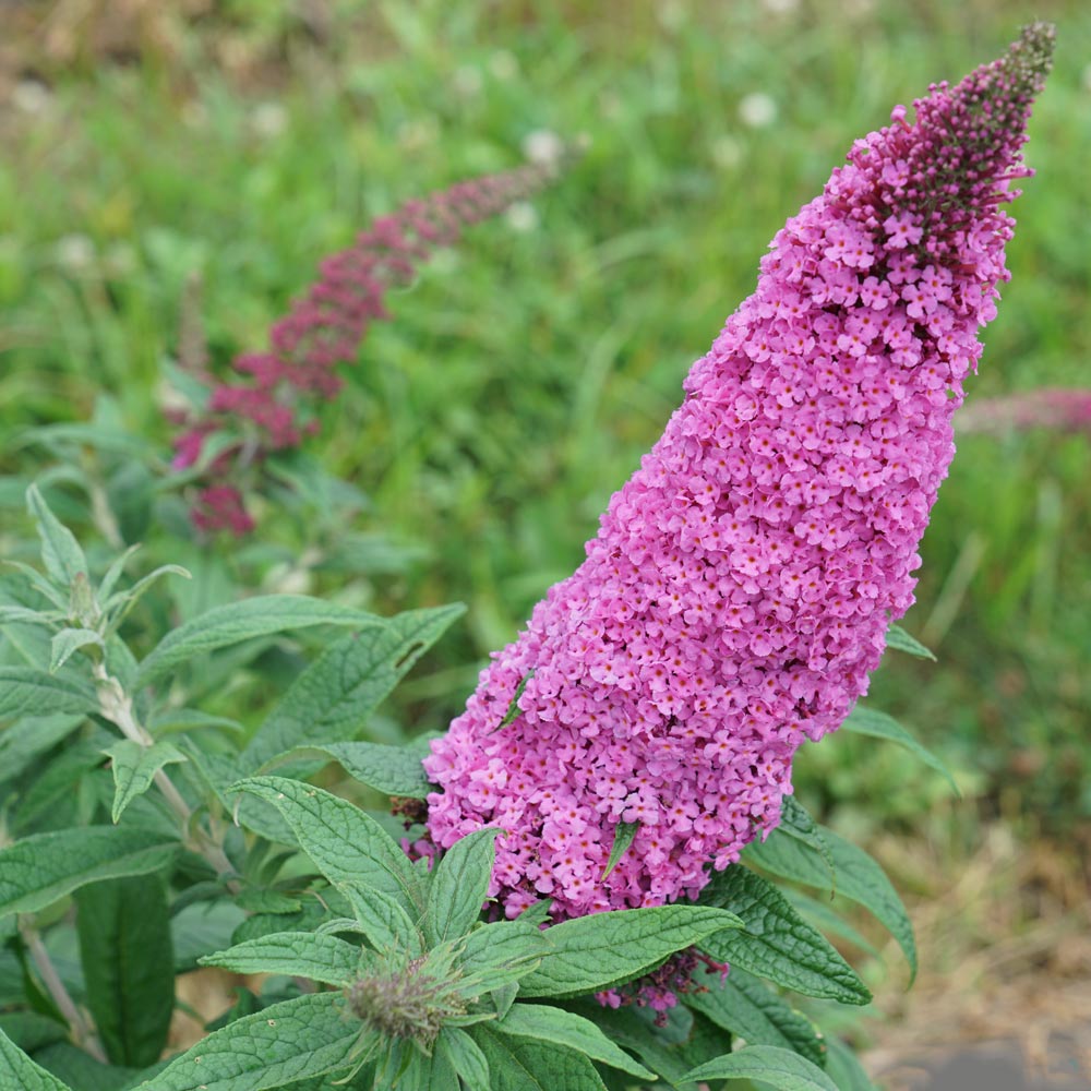 Buddleia Pugster Pinker™