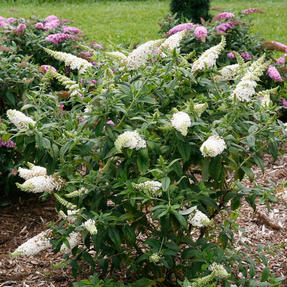 Buddleia Pugster White®