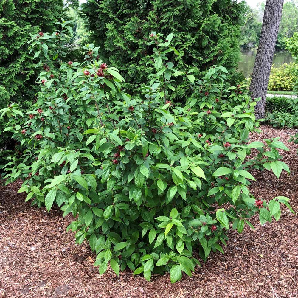Calycanthus Simply Scentsational®