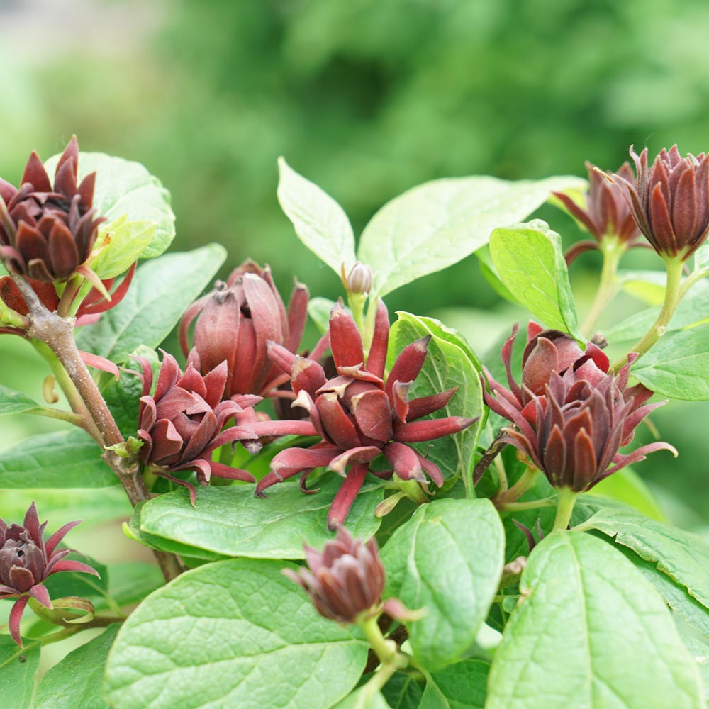 Calycanthus Simply Scentsational® | White Flower Farm, image size:1000x1000