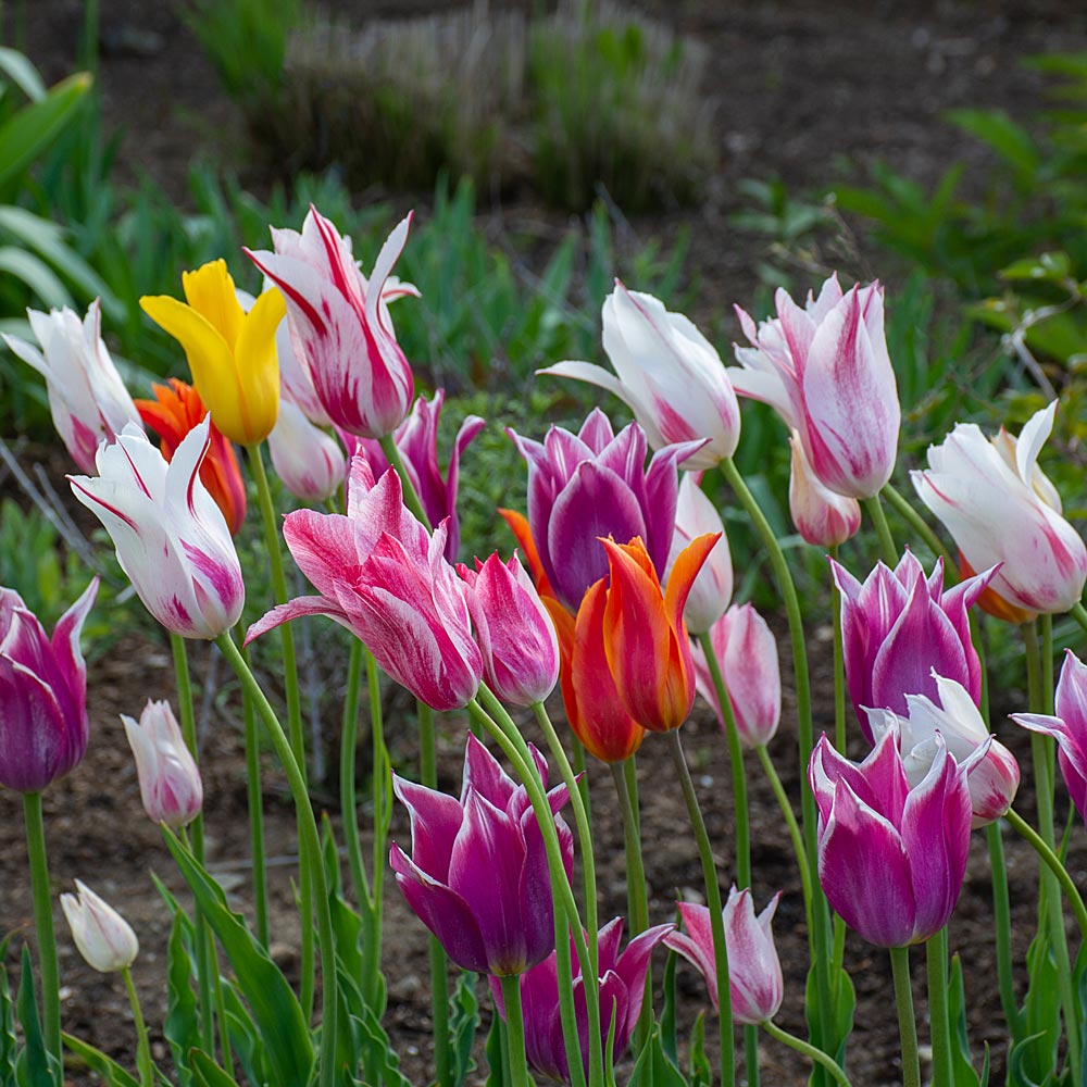 20 50 100 250 Mixed Tulip Bulbs Across The Range Spring Garden Flowers 