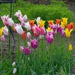  The Corps de Ballet Tulip Mix