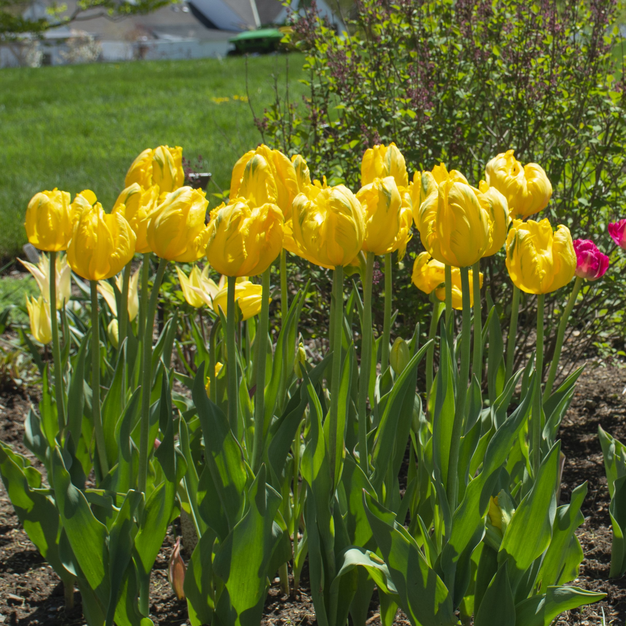 Tulip 'Jan van Nes Parrot'