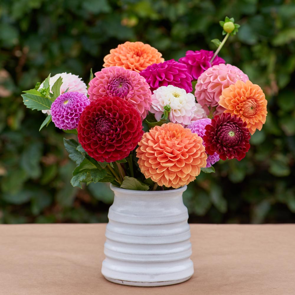 Having a Ball Dahlia Collection